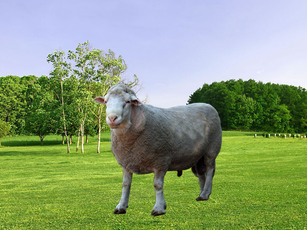  澳洲白萨福克羊